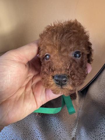 トイプードルティーカッププードル