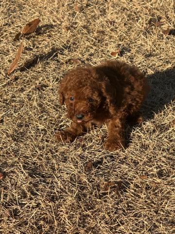 トイプードルティーカッププードル