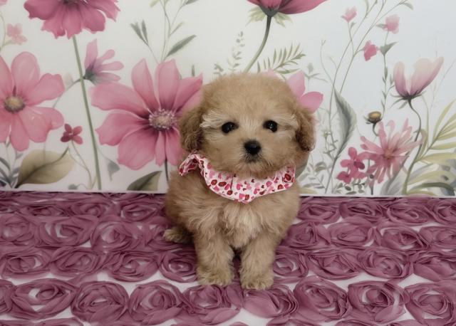 ティーカッププードル