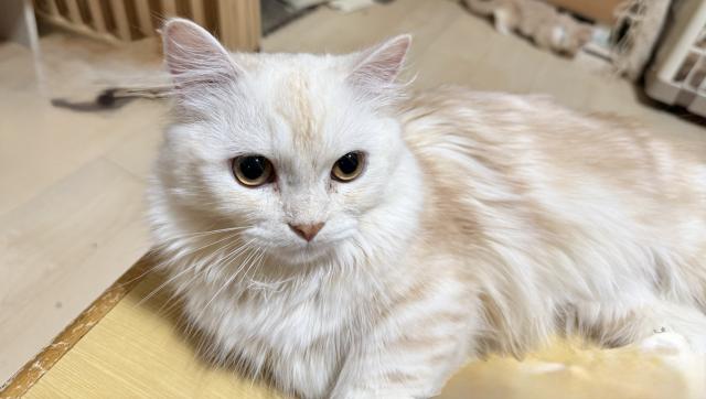 ミヌエット(旧ナポレオン)(短足)