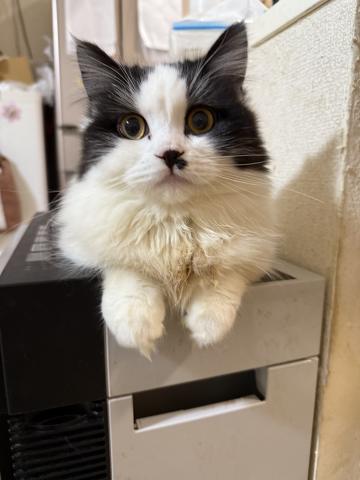 ミヌエット(旧ナポレオン)(短足)