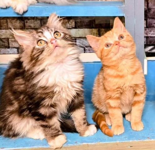 ミヌエット（旧ナポレオン）ご家族募集中❤♥💜ᩚセラピーキャットの躾中💓の　ご家族募集中♥❤️にゃん🐱