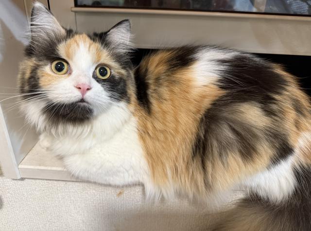 ミヌエット(旧ナポレオン)(長足)