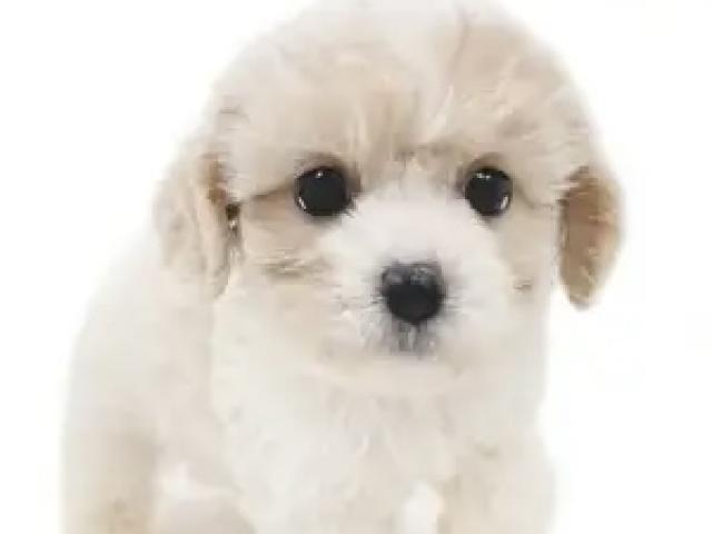 MIX(キャバリアキングチャールズスパニエル×ビションフリーゼ)