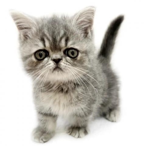 エキゾチックショートヘアー