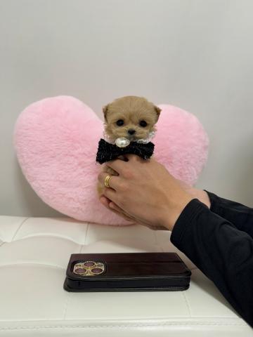 MIX🤍🎖️ロイヤルマルプー🎖️🎄🎁🤍