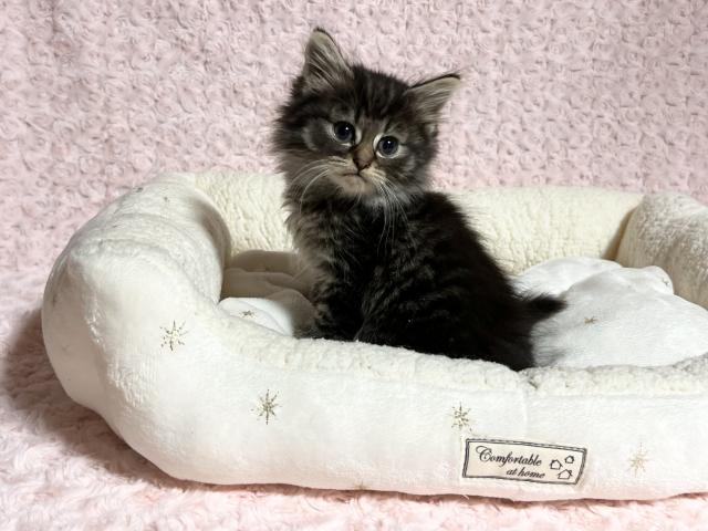 ノルウェージャンフォレストキャット