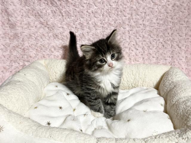 ノルウェージャンフォレストキャット