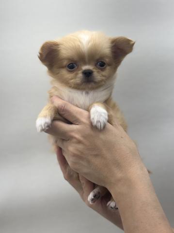 チワワ（ロングコート）