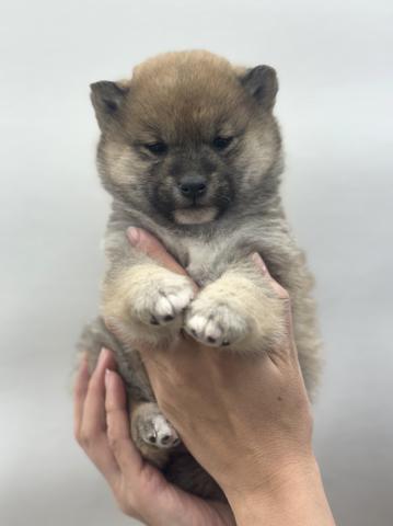 柴犬（豆柴犬）