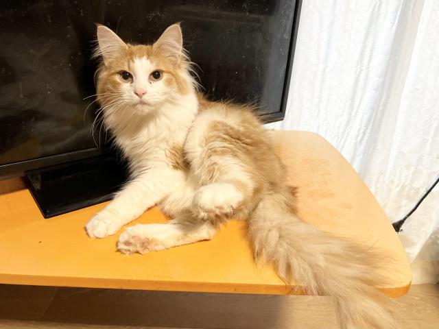 ノルウェージャンフォレストキャット