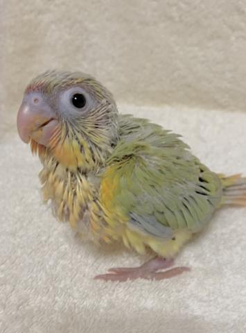 ミントワキコガネ　ウロコインコ