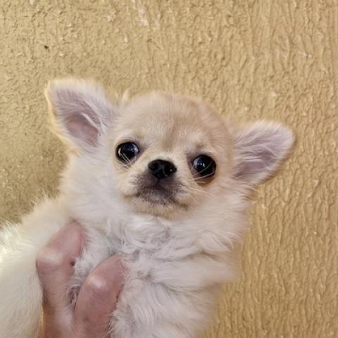 チワワ（ロングコート）