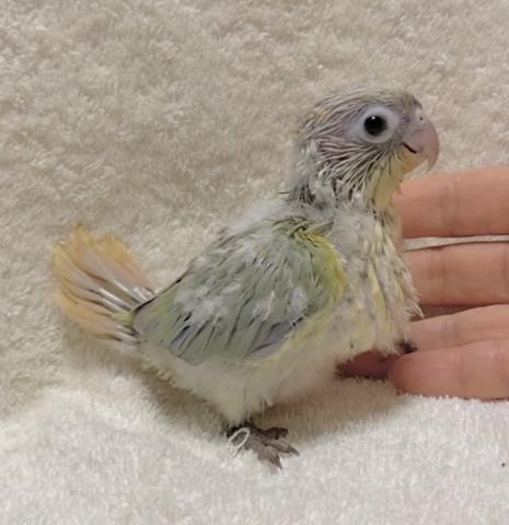 ミント　ウロコインコ　