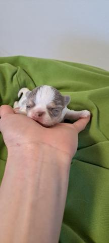 チワワ（スムースコート）