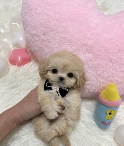 MIX🫧‪極小マルプー🫧