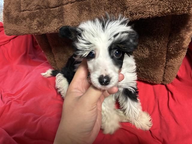 チャイニーズクレステッドドッグ