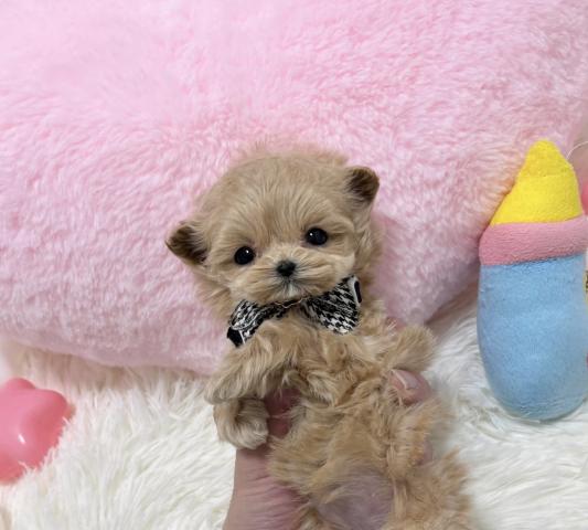 MIX🫧‪極小チワプー🫧