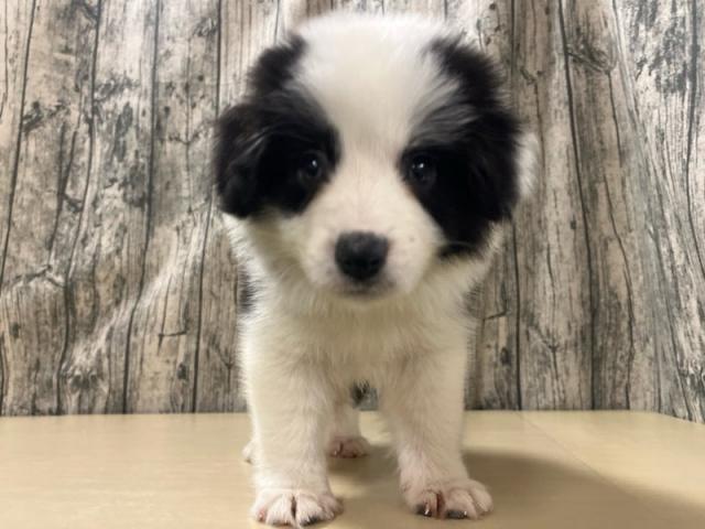 ボーダーコリー