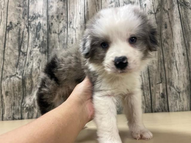 ボーダーコリー