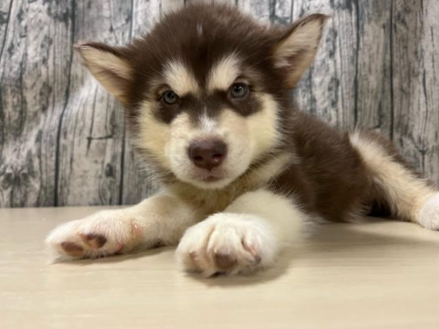 アラスカンマラミュート