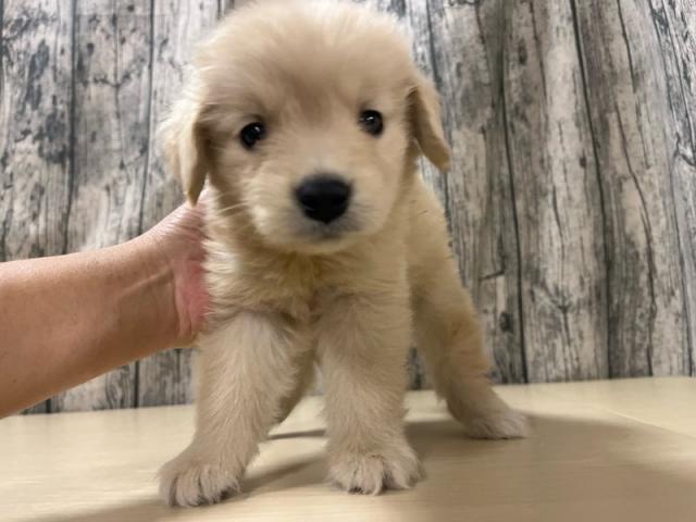 ゴールデンレトリーバー