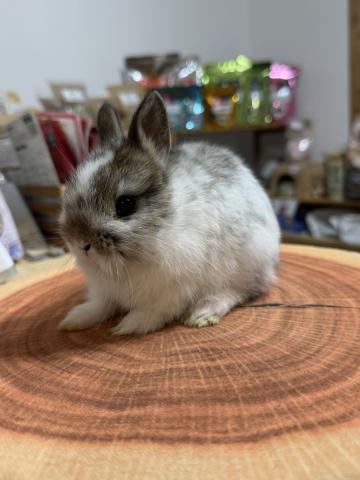 純血種ネザーランドドワーフ