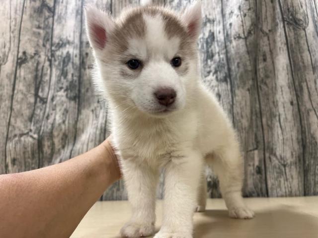 シベリアンハスキー