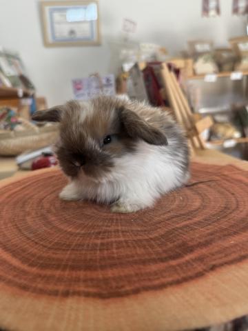 ホーランドロップ