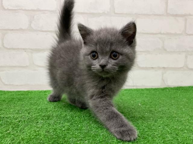 スコティッシュフォールド