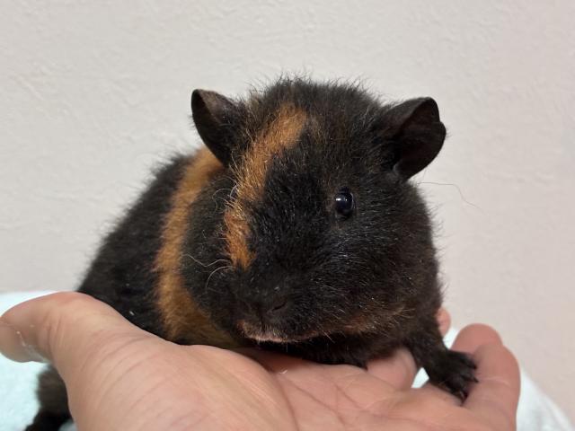 テディモルモット