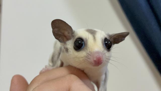 プラチナhetリューシ