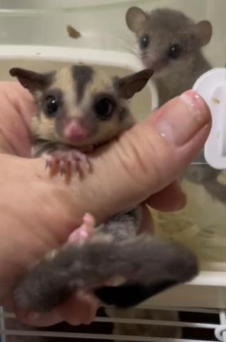 クリミノ血統ヘテロ女の子