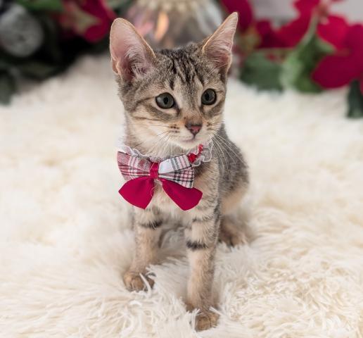 MIX（雑種）サバンナF8a　　