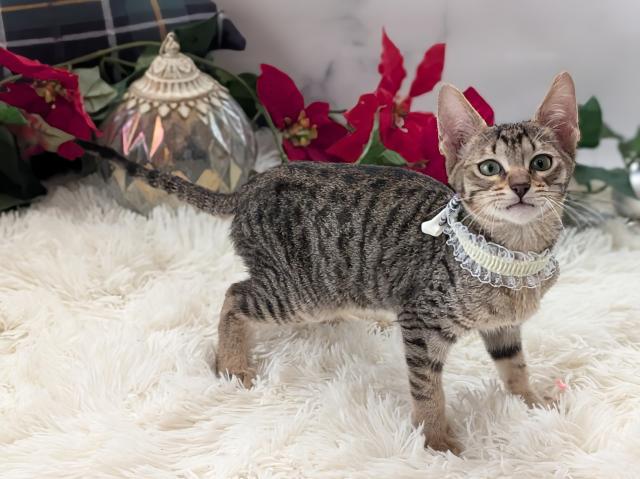 MIX（雑種）サバンナF8a　　