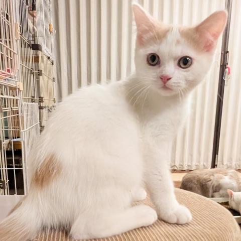 ミヌエット（旧ナポレオン）男の子・12/28までにご成約下さった方には割引致します　