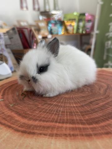 ネザーランドドワーフ