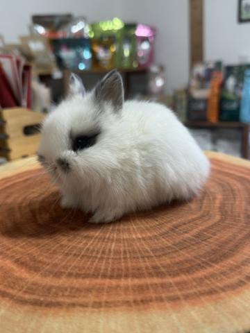 ネザーランドドワーフ