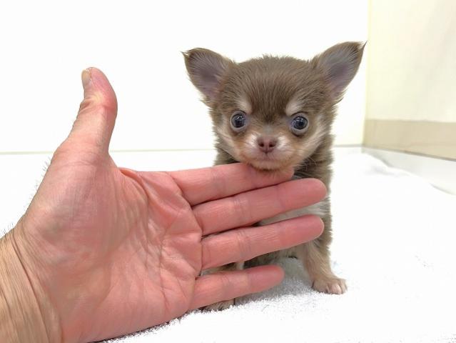 チワワ（ロングコート）