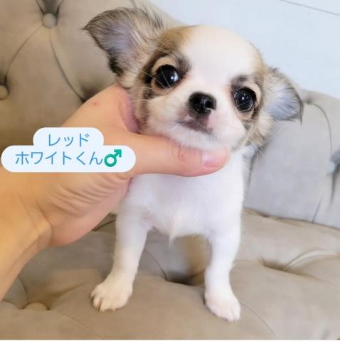 チワワ（ロングコート）