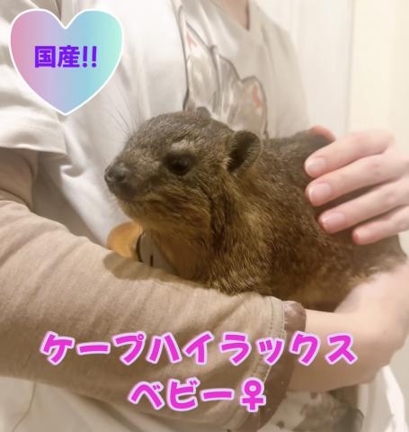 ケープハイラックス