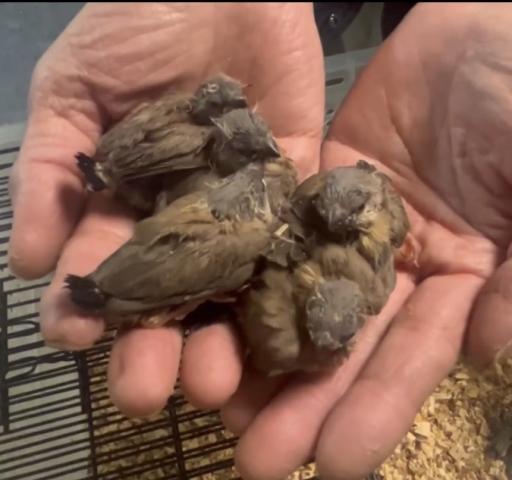 シュバシキンセイチョウ