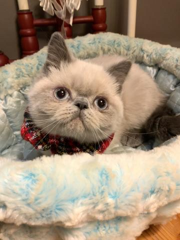 エキゾチックショートヘアー