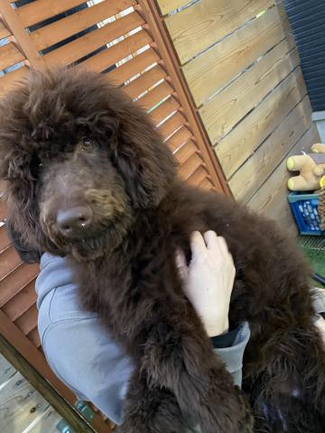 スタンダードプードル