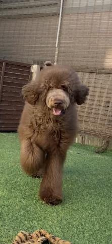 スタンダードプードル