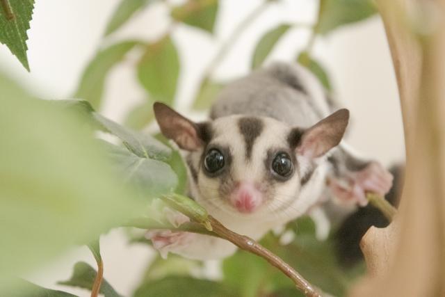 ノーマルposs50%リューシ50%プラチナ