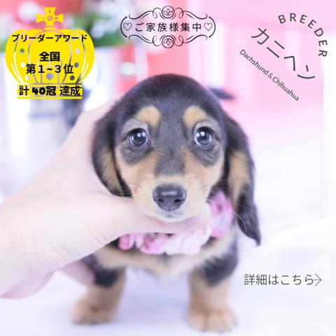 カニヘンダックスフンド　ロング