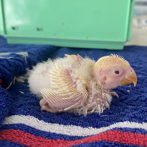 コザクラインコ雛（挿し餌中）