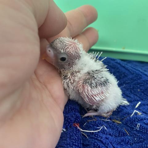羽衣セキセイインコ雛（挿し餌始めたばかり）