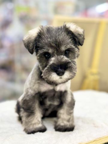 ミニチュアシュナウザー